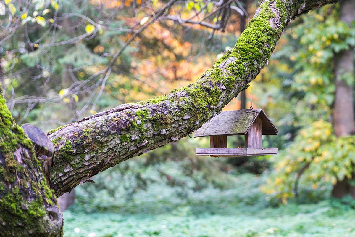 Bird Houses       