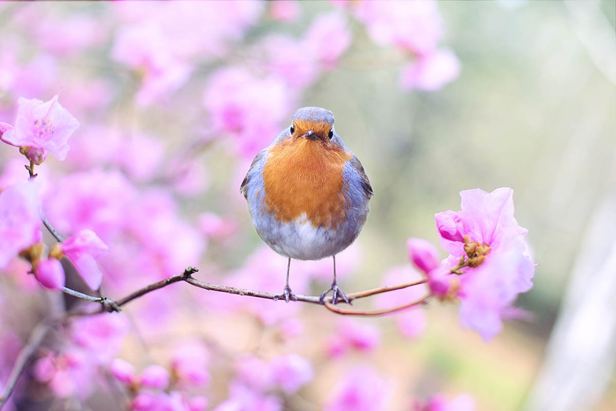 Having Birds Close by Can Be Beneficial