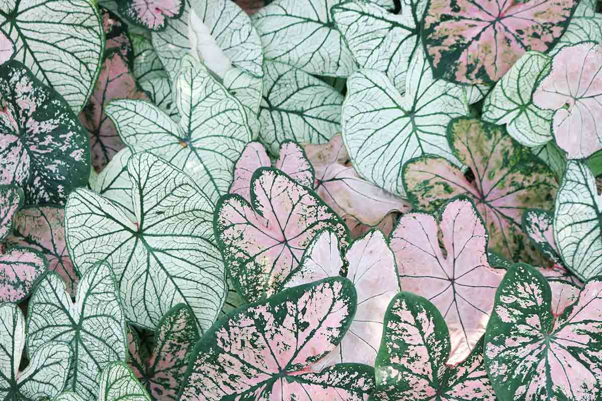 Kratom Vendors Online