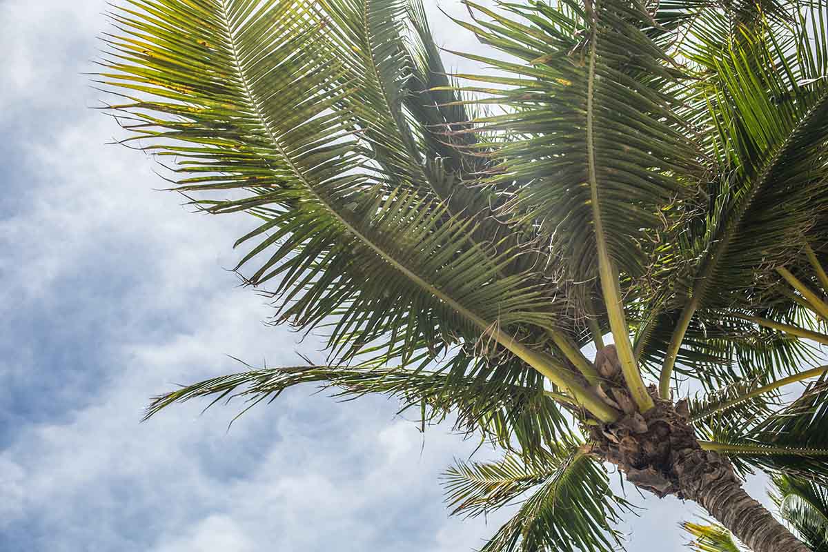 Recreational Weed in Florida