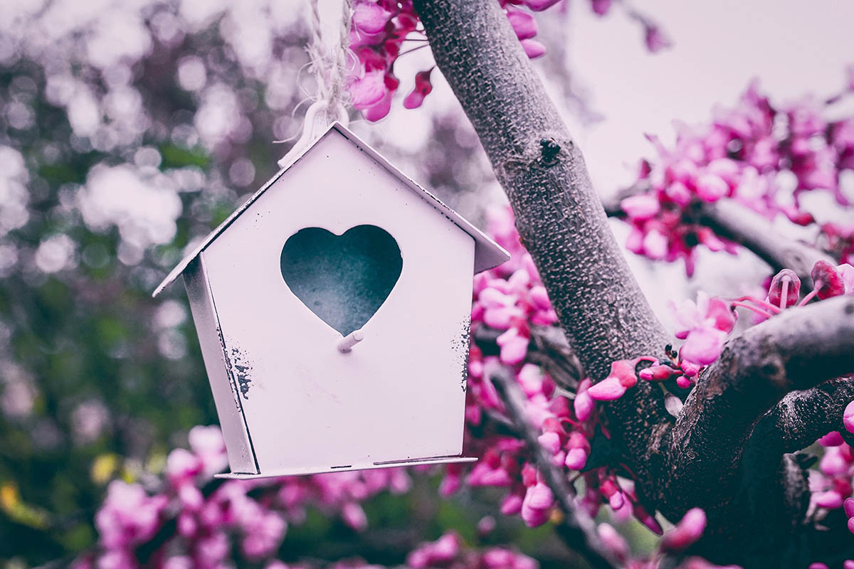 Things Everyone Should Know About Bird Houses   
