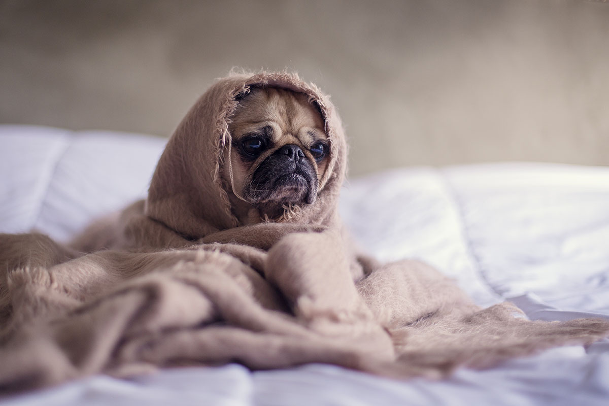 Weird Dog Facts