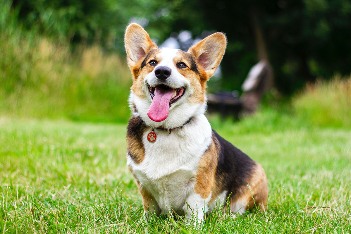 What Is Nexgard For Dogs