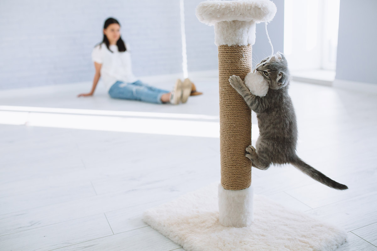 Choosing The Best Cat Scratching Post