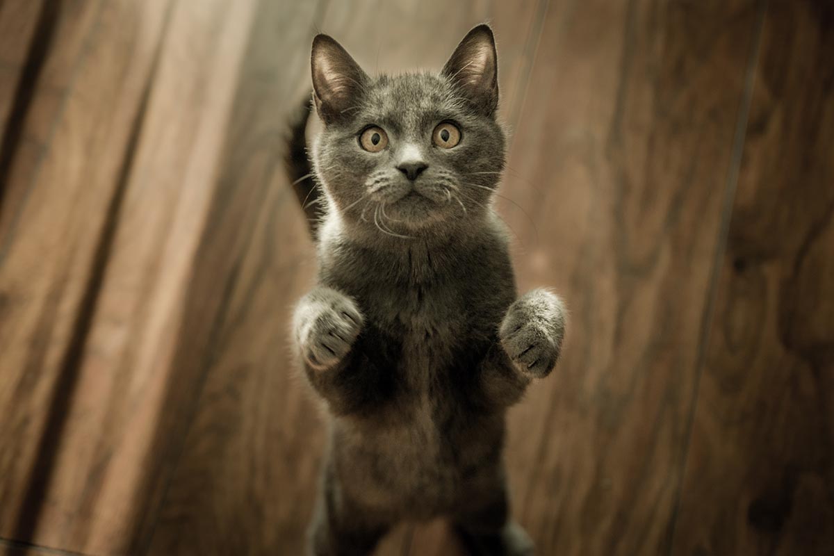 Choosing The Best Cat Scratching Post