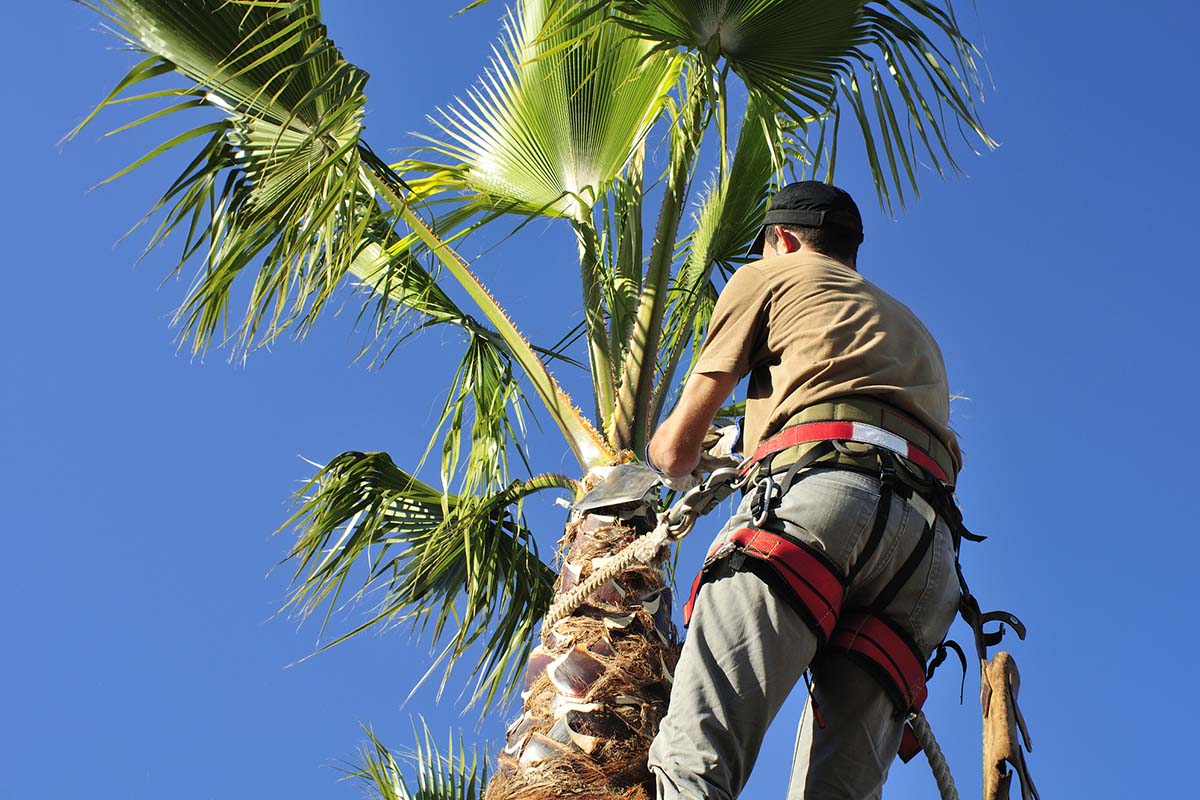 Council Regulations for Tree Removal