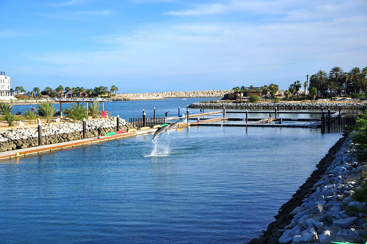 What about swim with Sea Lions Cabo?