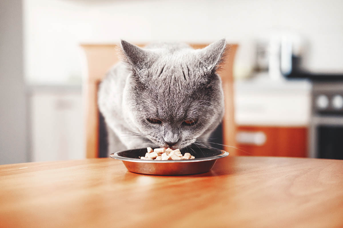 Finding The Best Cat Food Made Easier