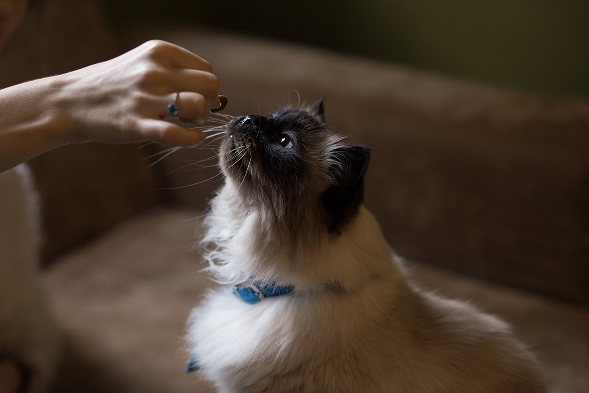 Finding The Best Cat Food