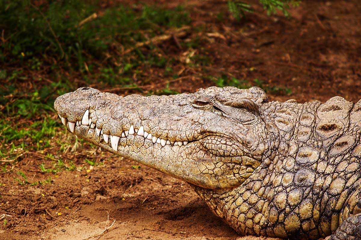 Florida is famous for its alligators.