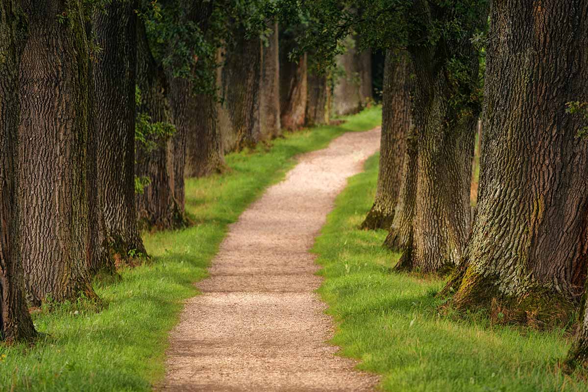 People with arthritis can benefit from daily walks