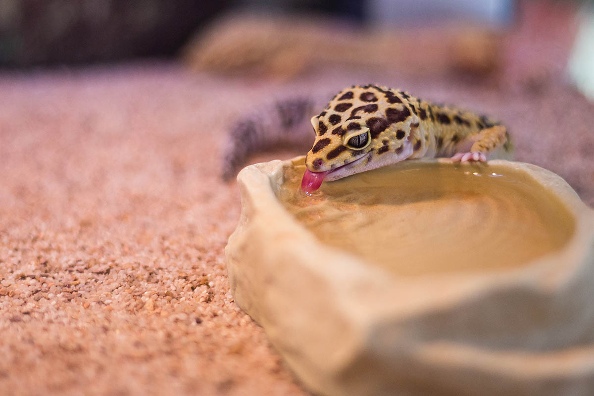 Tokay Gecko Care