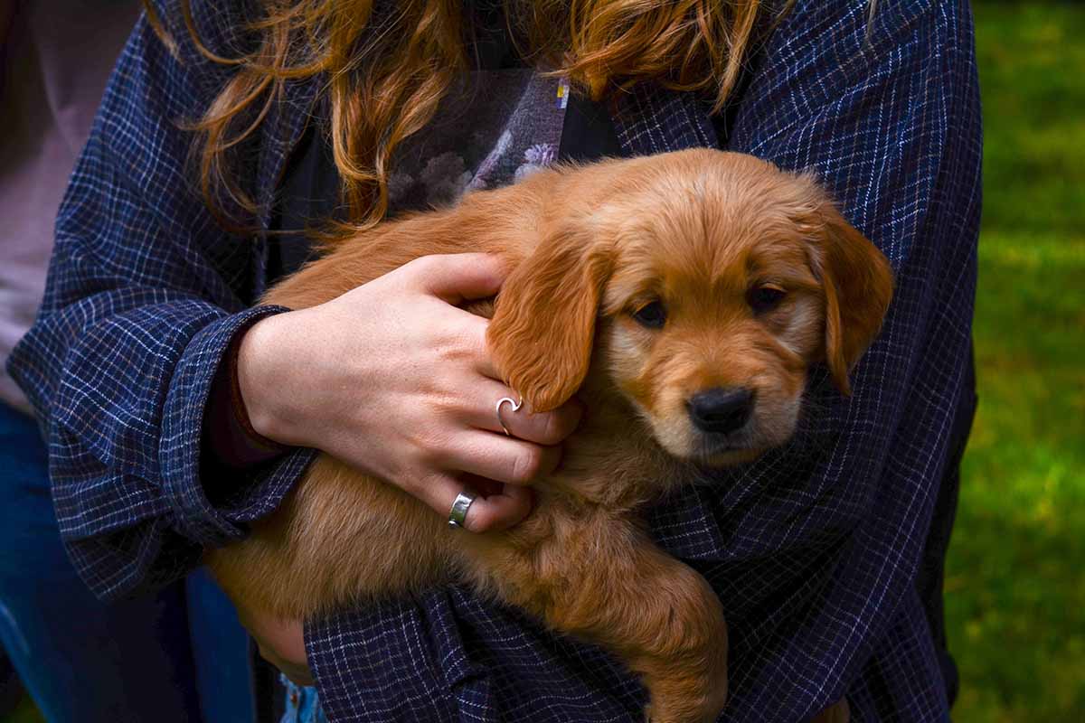 Buying A Puppy
