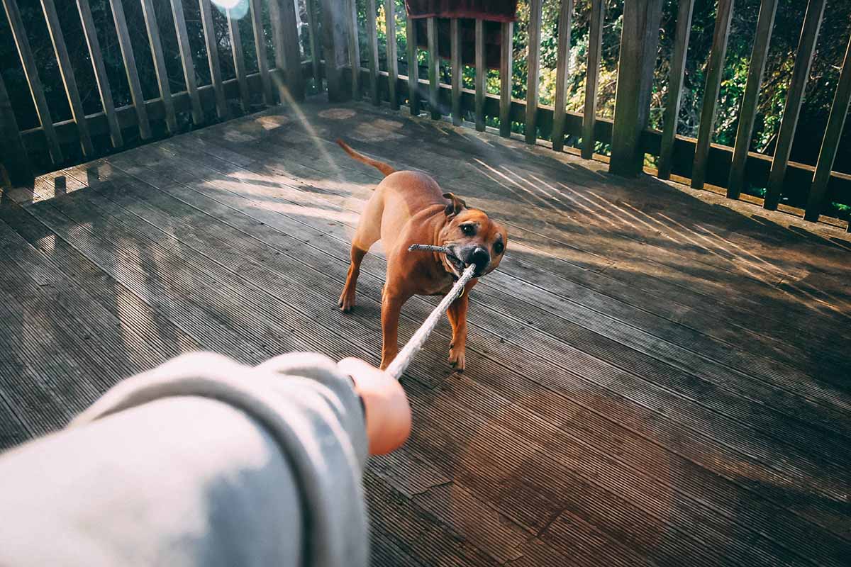 Dog Bites