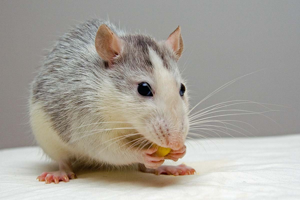 Pest Infestation