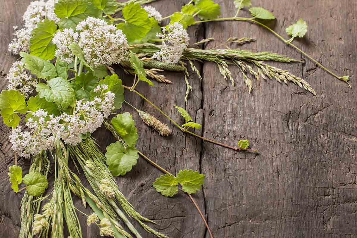 Valerian is a herb