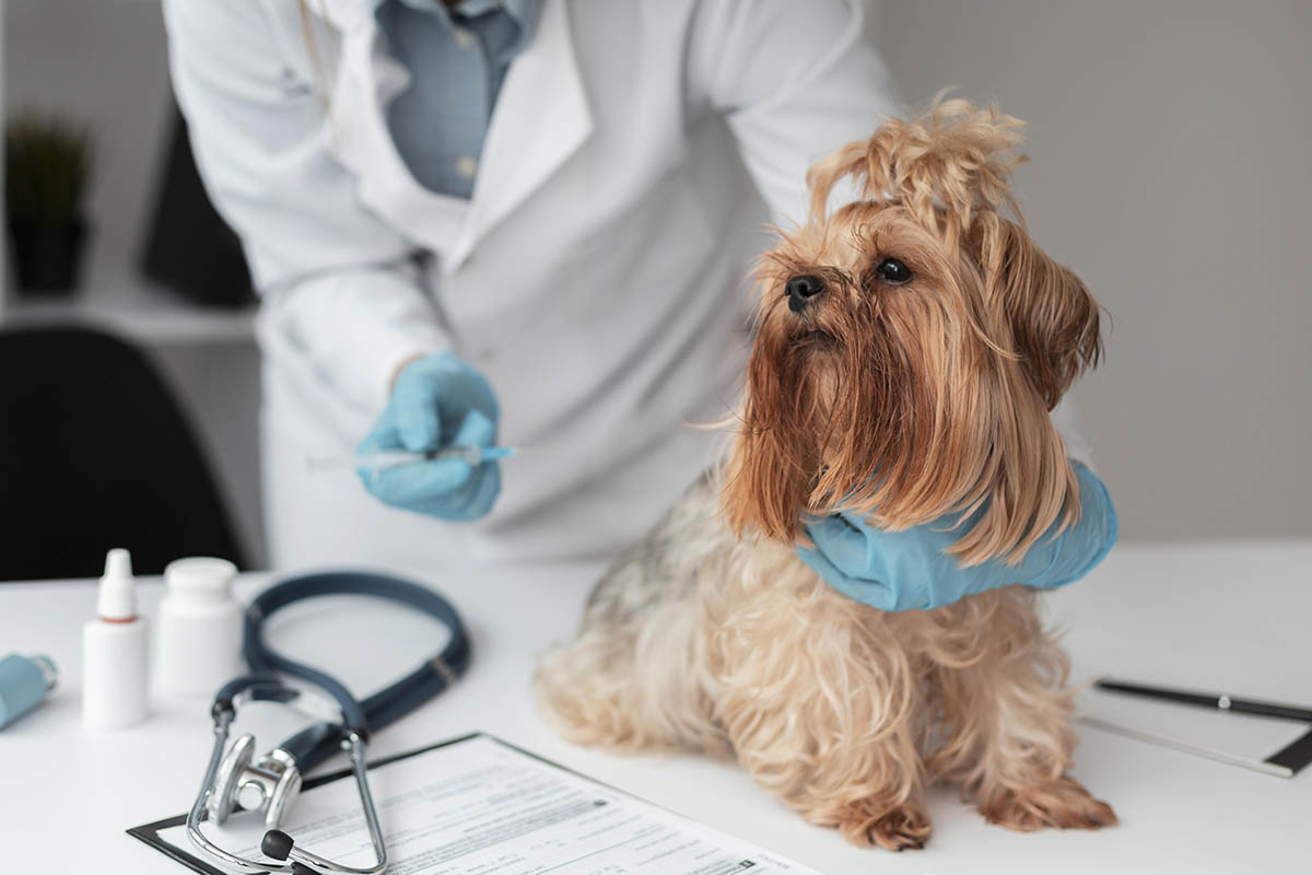 Becoming a Veterinarian