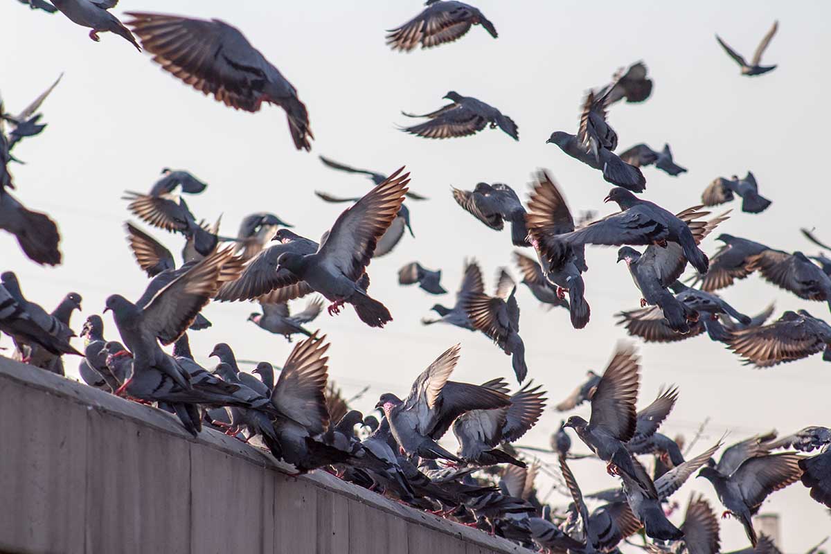 How To Get Rid of Pigeons