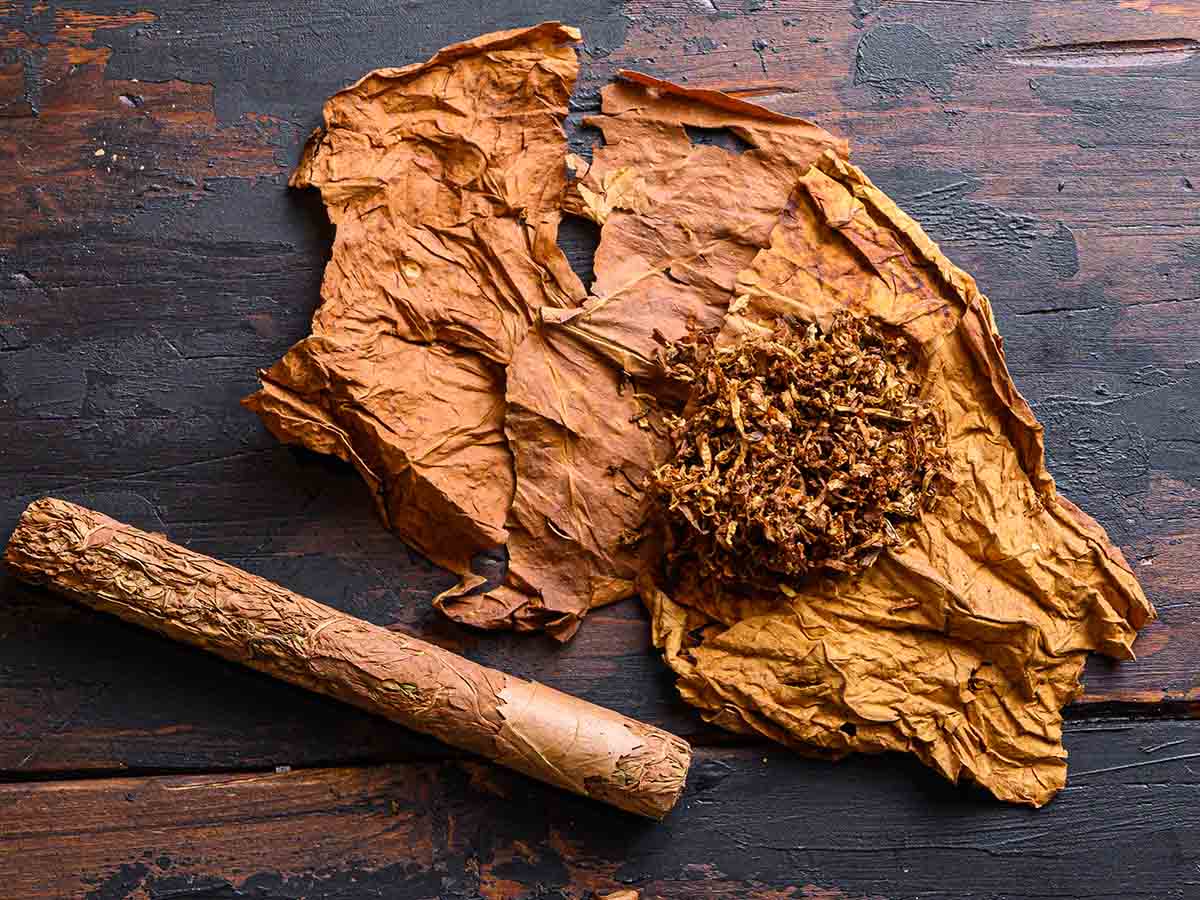 Cigar to be Mature