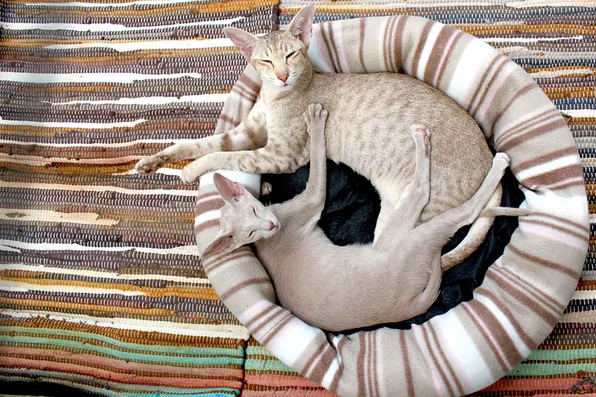 High quality cat beds