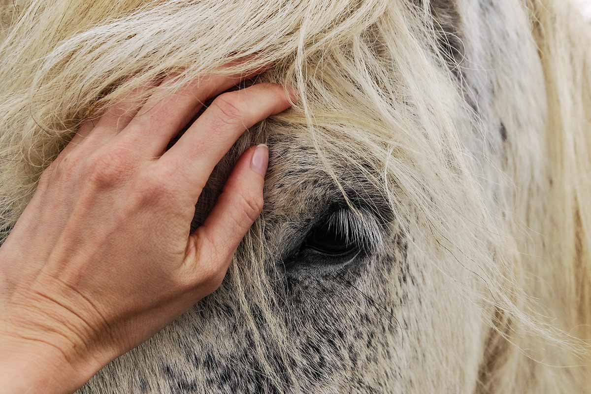 sign of kissing spine in horses