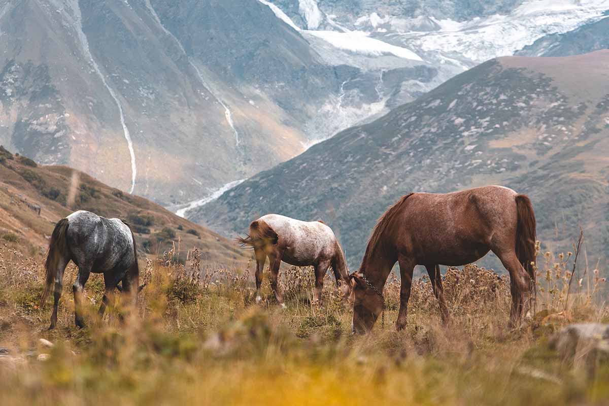 What Is Kissing Spine in Horses