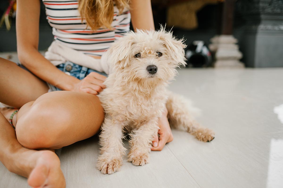 Brush Your Dog's Hair