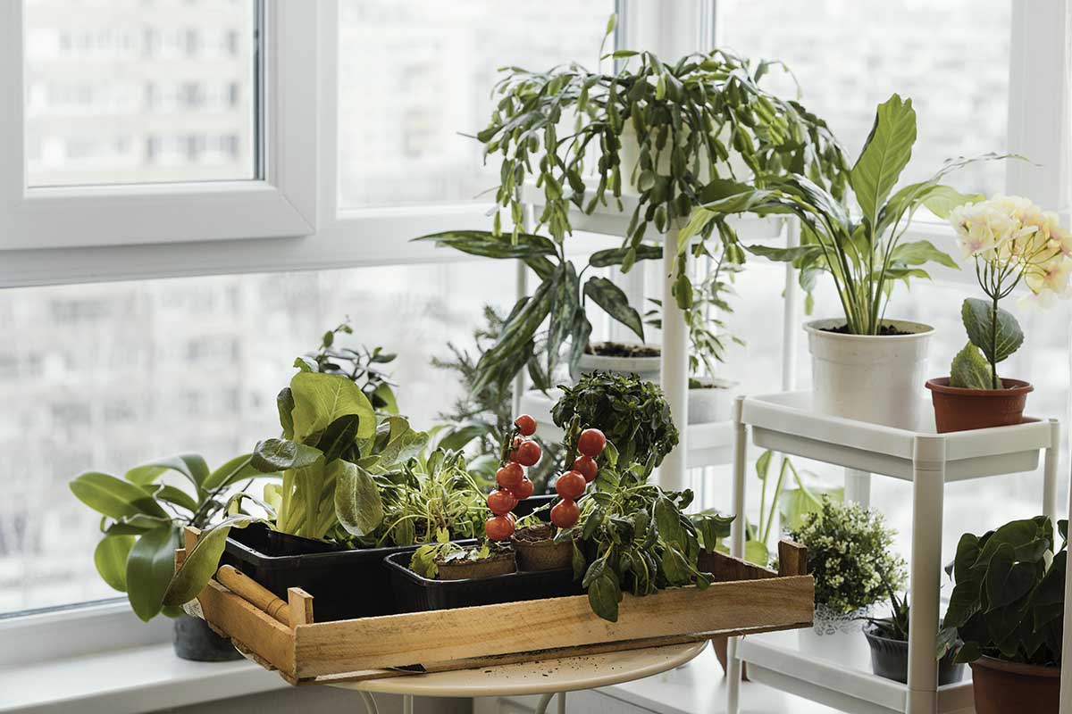 Growing Plants Indoors