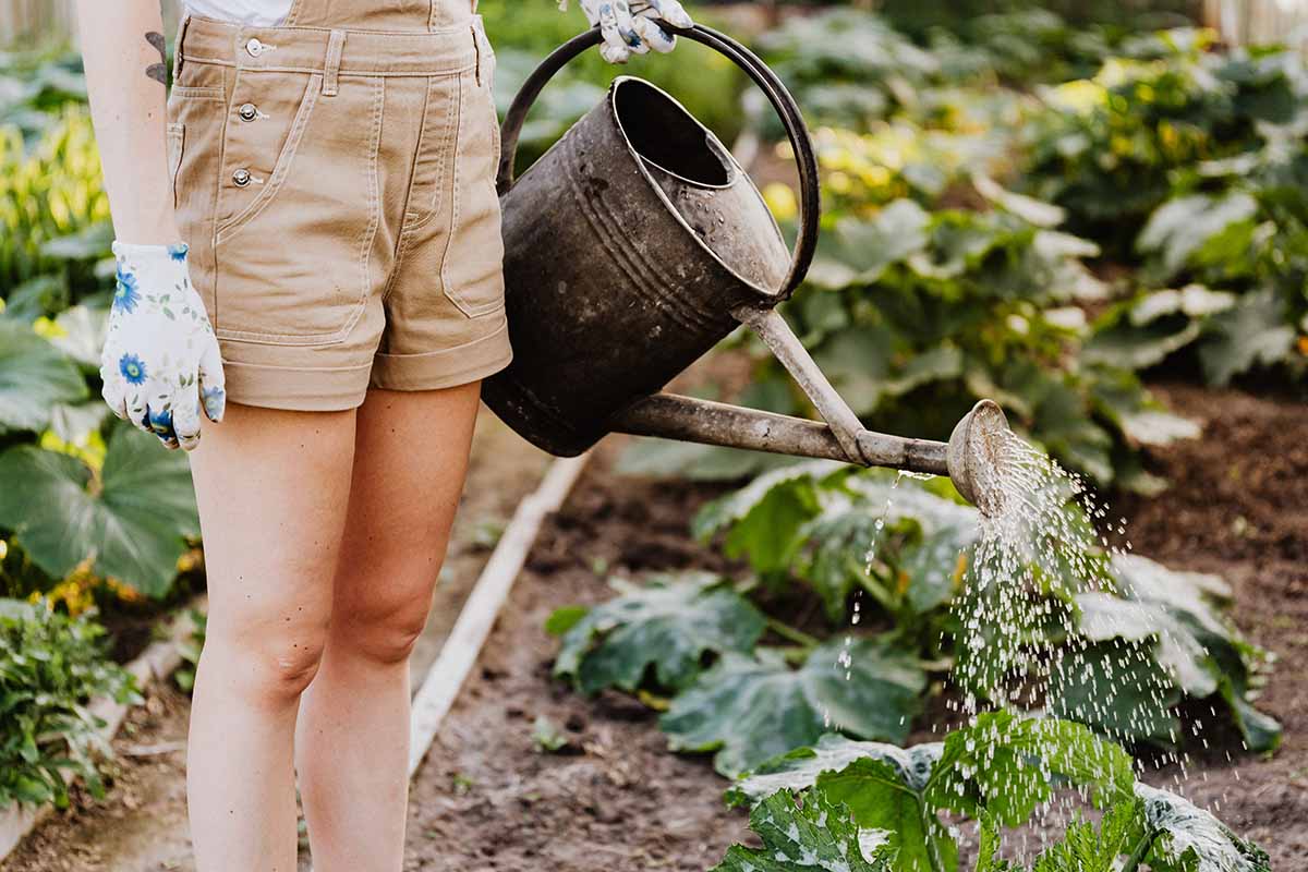 Natural Gardening 