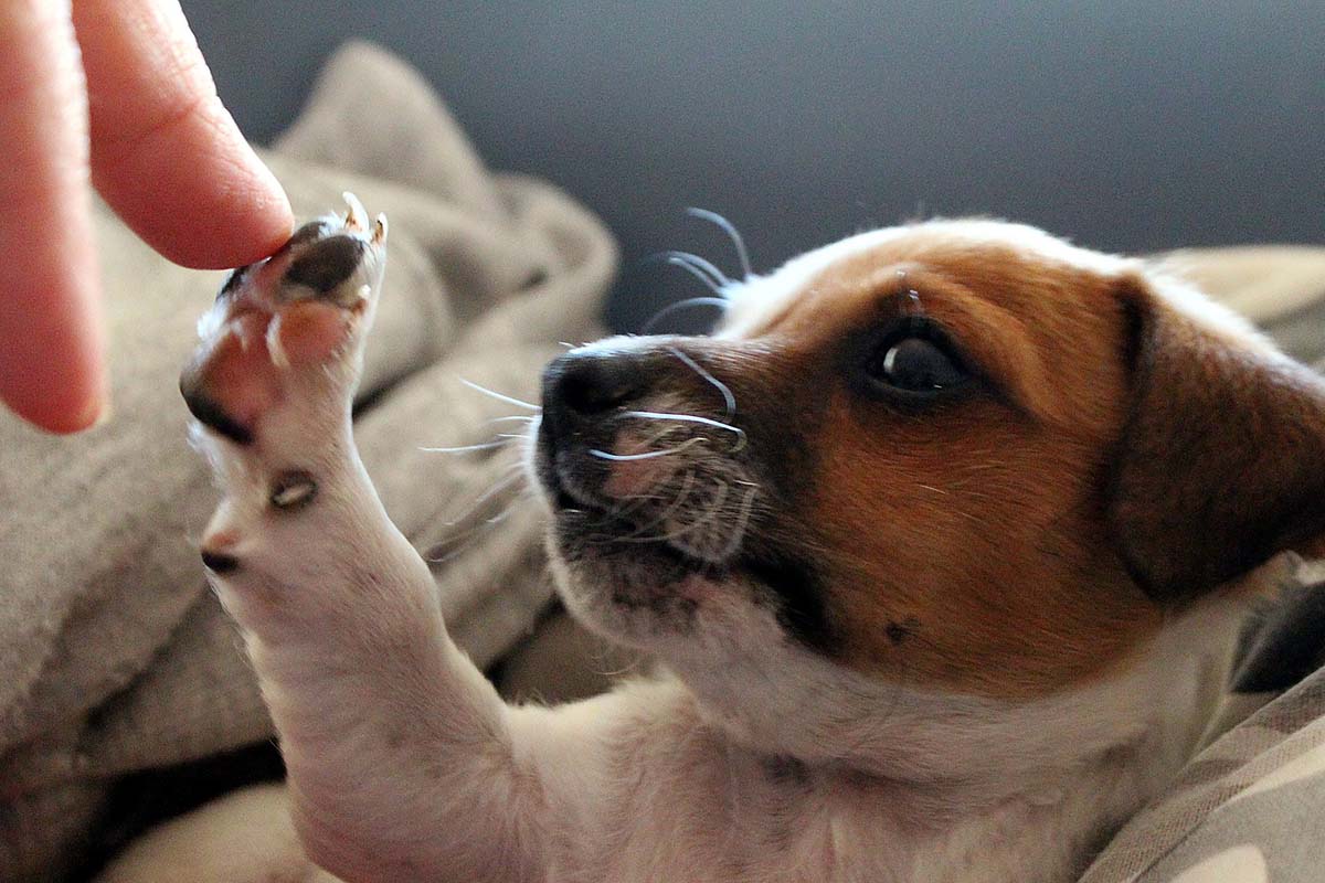 Remember Your Dog