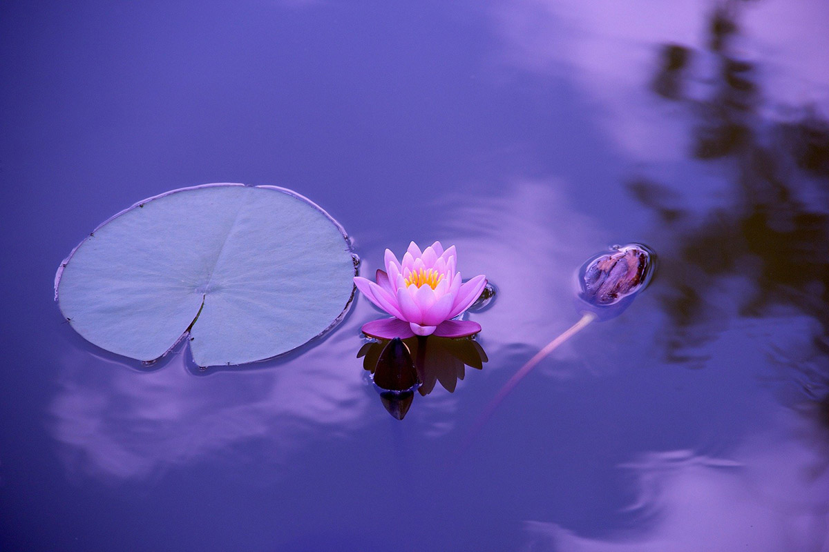 Where To Buy Supplies For Your Pond