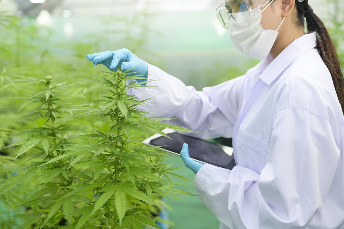 eating raw cannabis