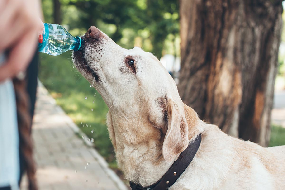 how to keep dog happy 