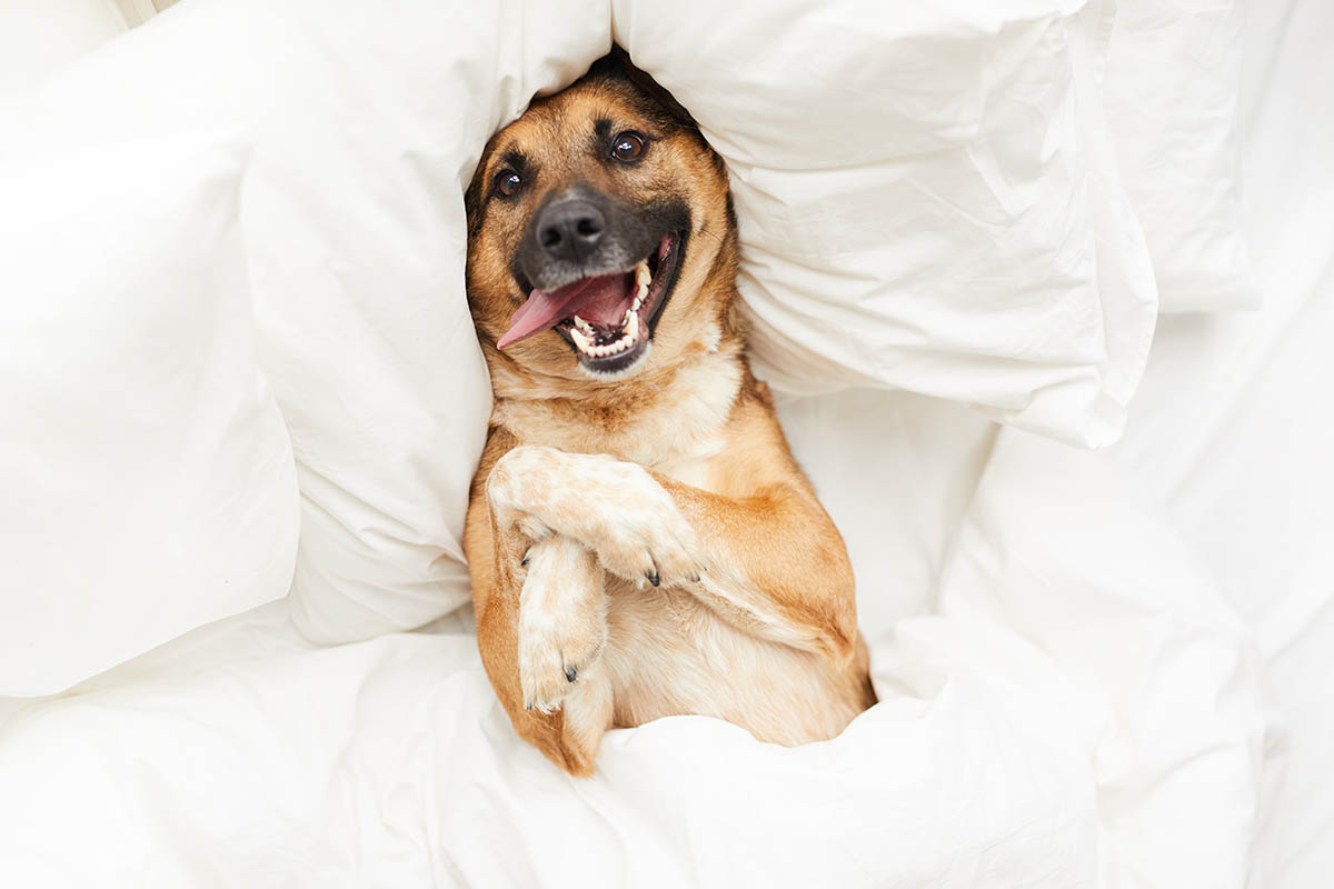 How to Keep Your Dog Happy