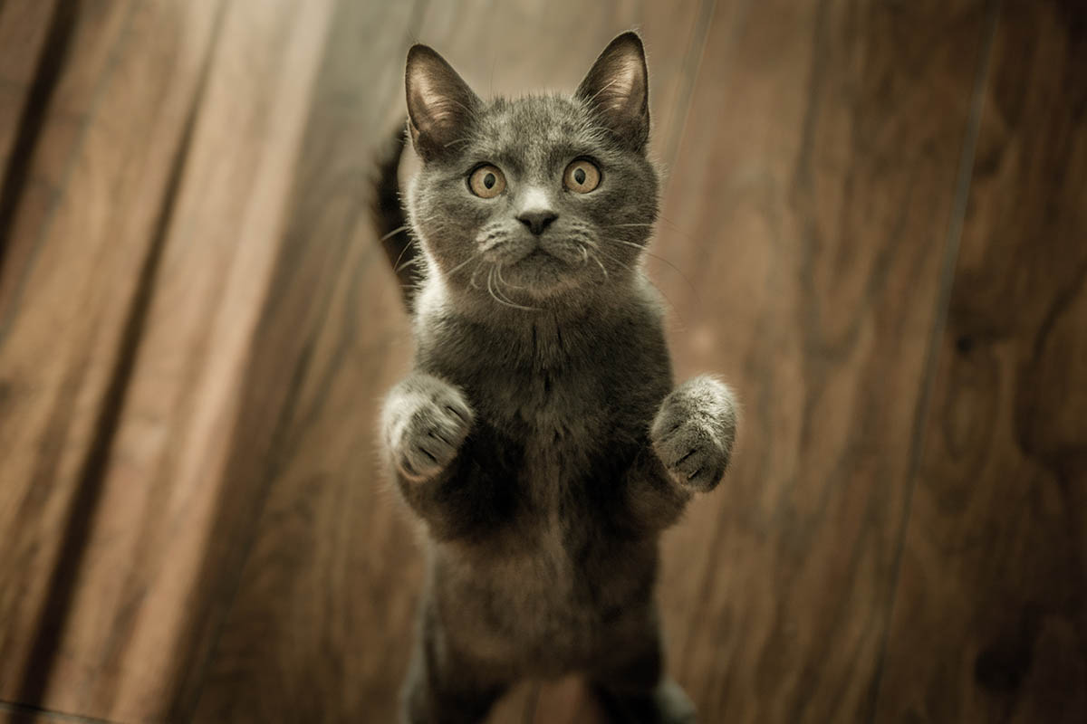 CBD for Cats    