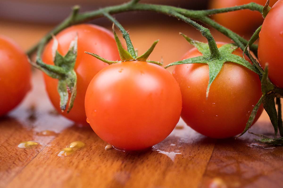 growing tomato in your garden