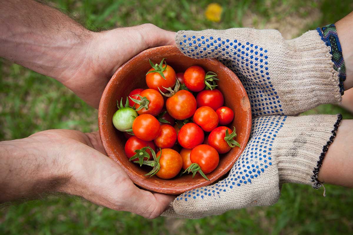 start with tomato plants