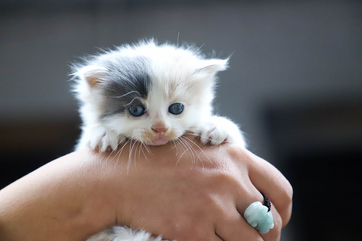 first few weeks with new kitten