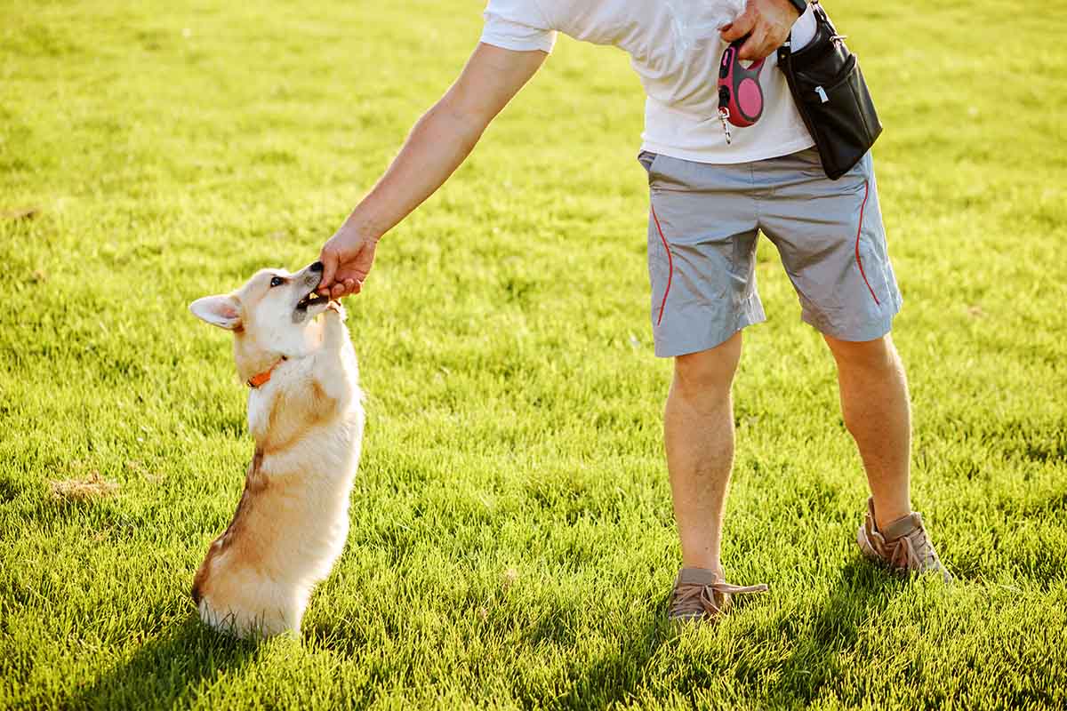 taking dog off leash