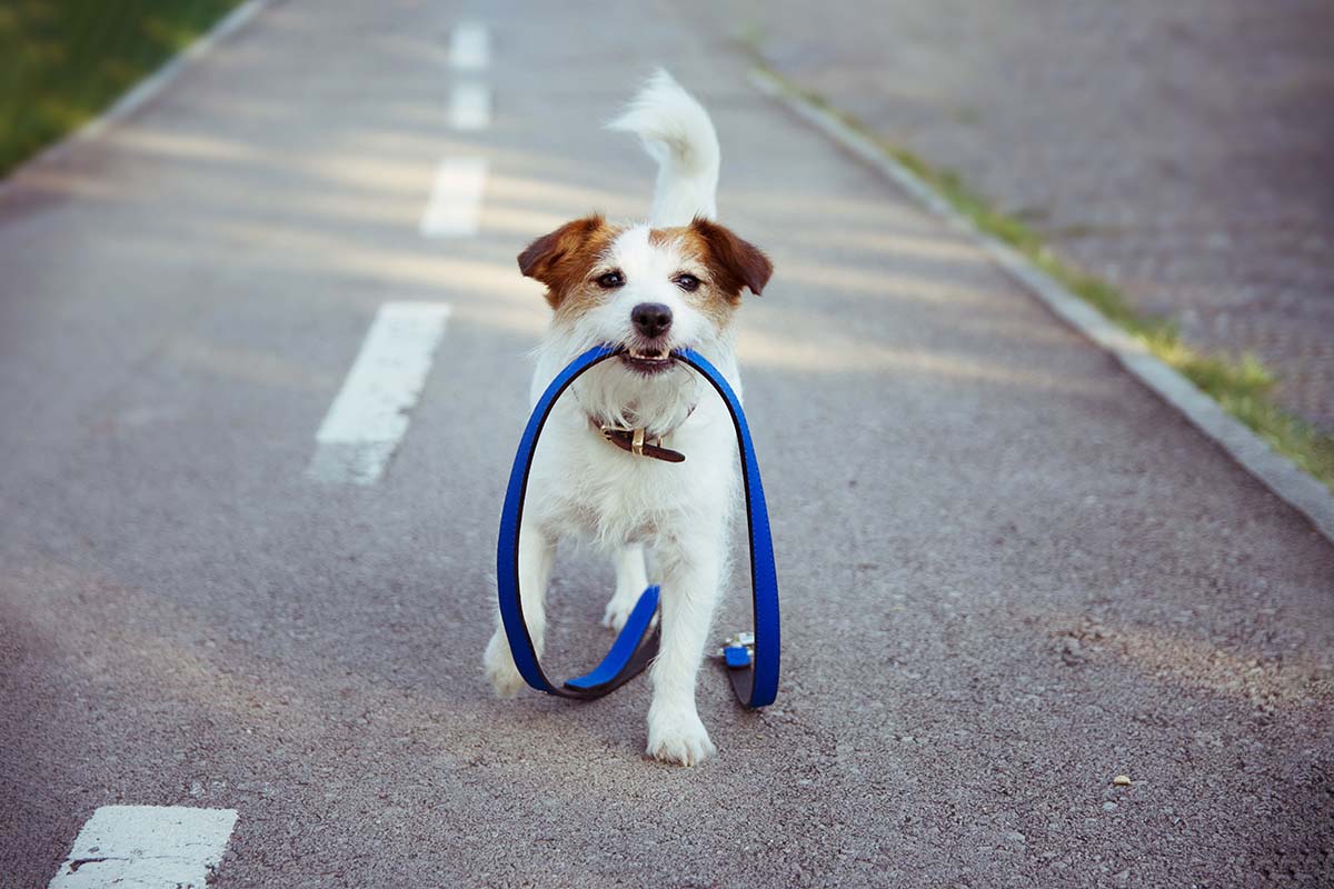 taking dog off leash