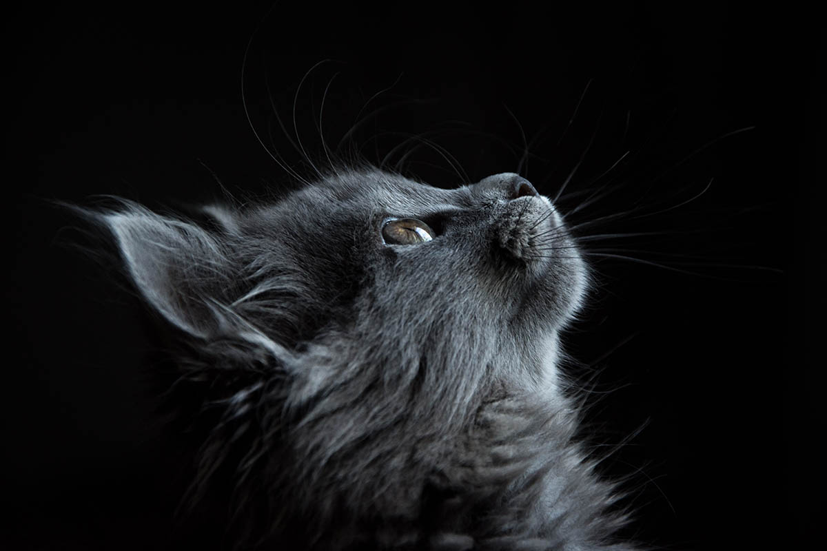 things you didn't know about cats