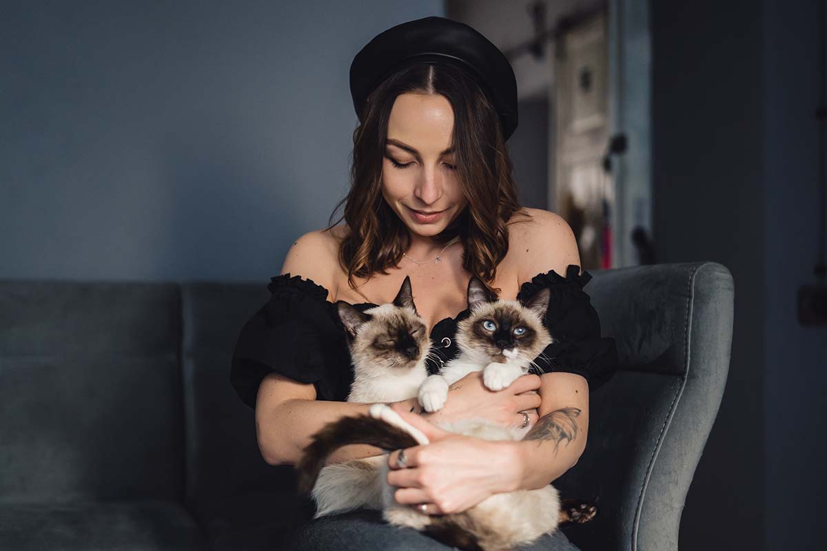 siamese cat