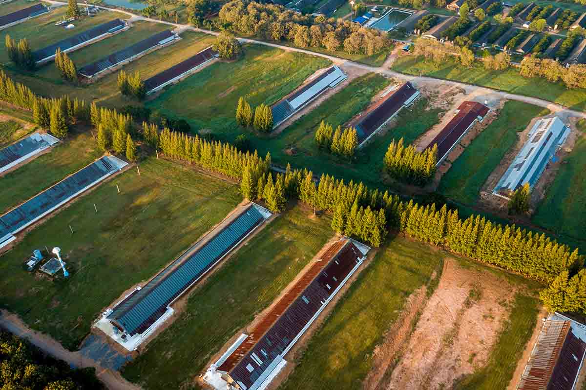 upon purchasing land