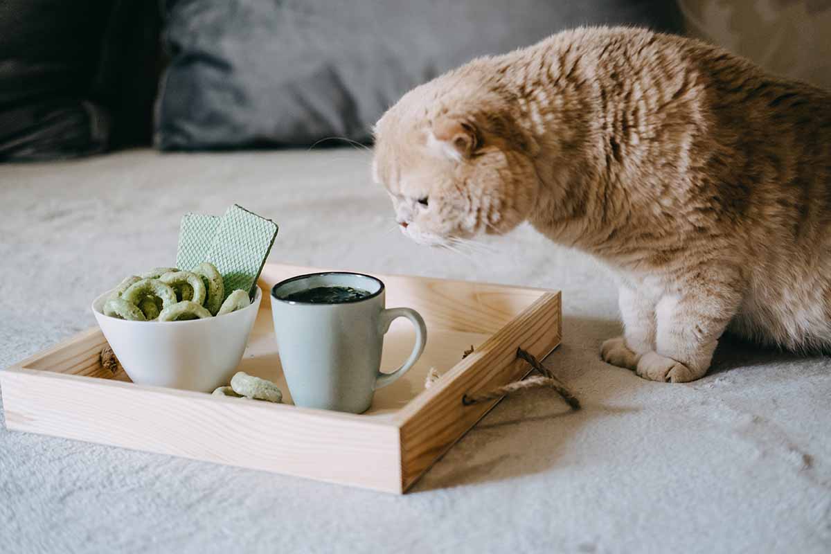 Homemade Cannabis Edibles vs. Store-Bough