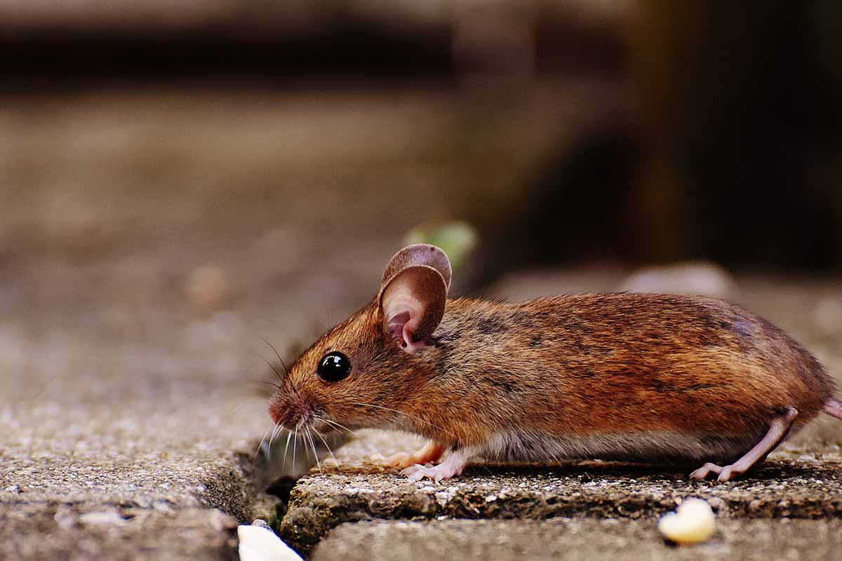 Pest Problem