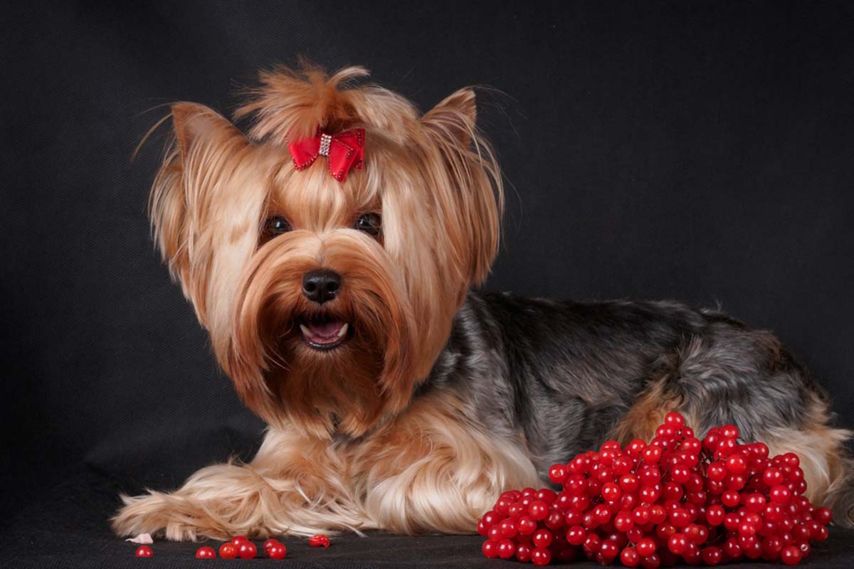 Benefits Of Cranberries For Dogs