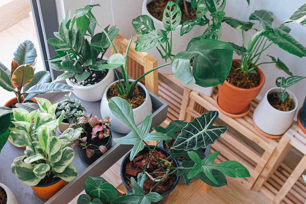 indoor vs outdoor plants