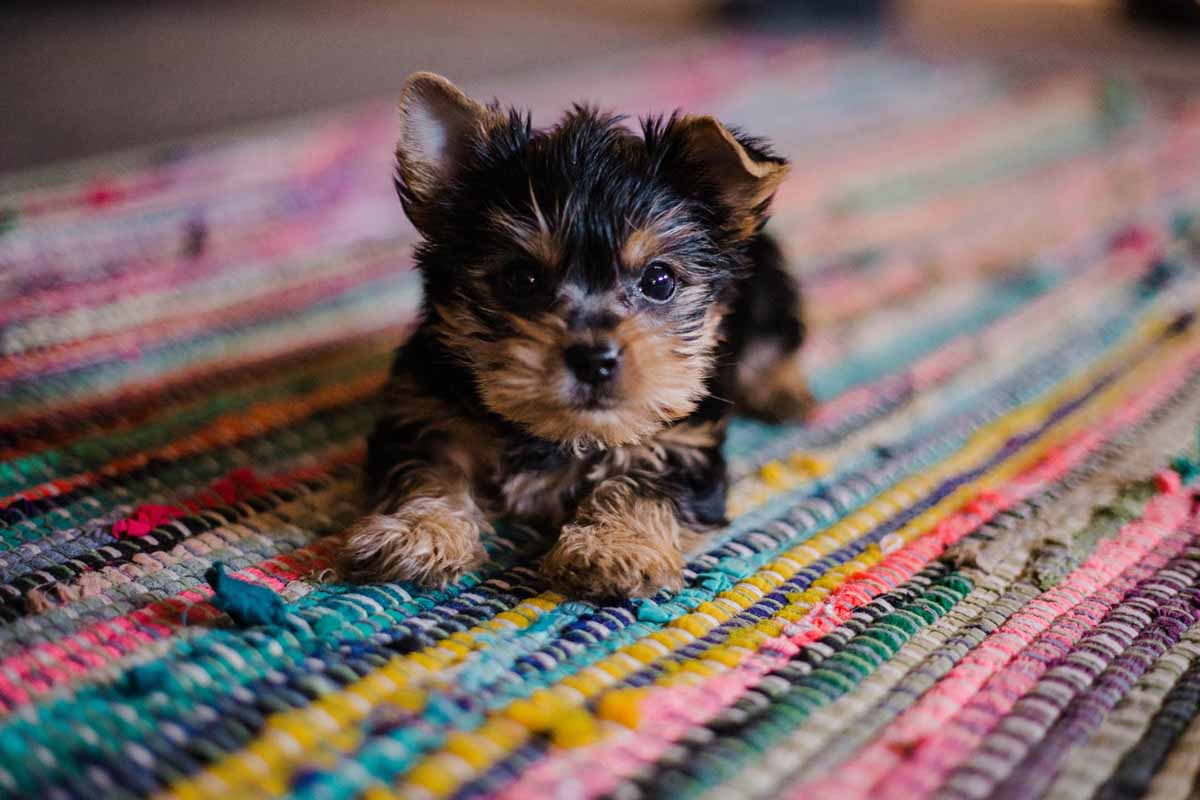 Things To Consider Before Getting A Puppy