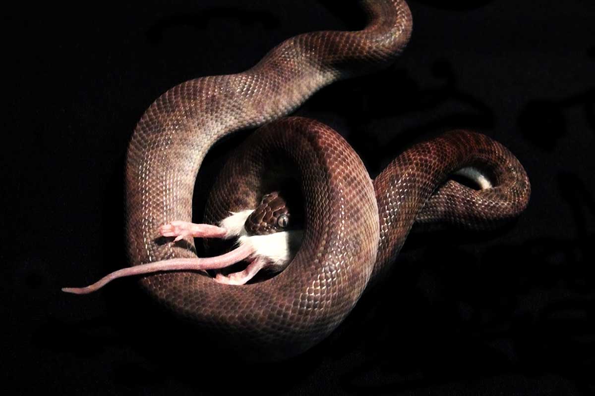 switch a pet ball python from live rodents to frozen rodents
