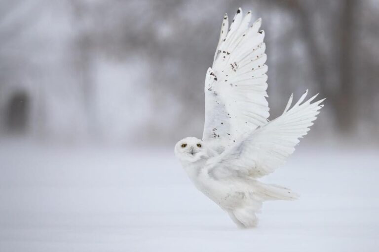 Art Photography For Snowy Owl Lovers
